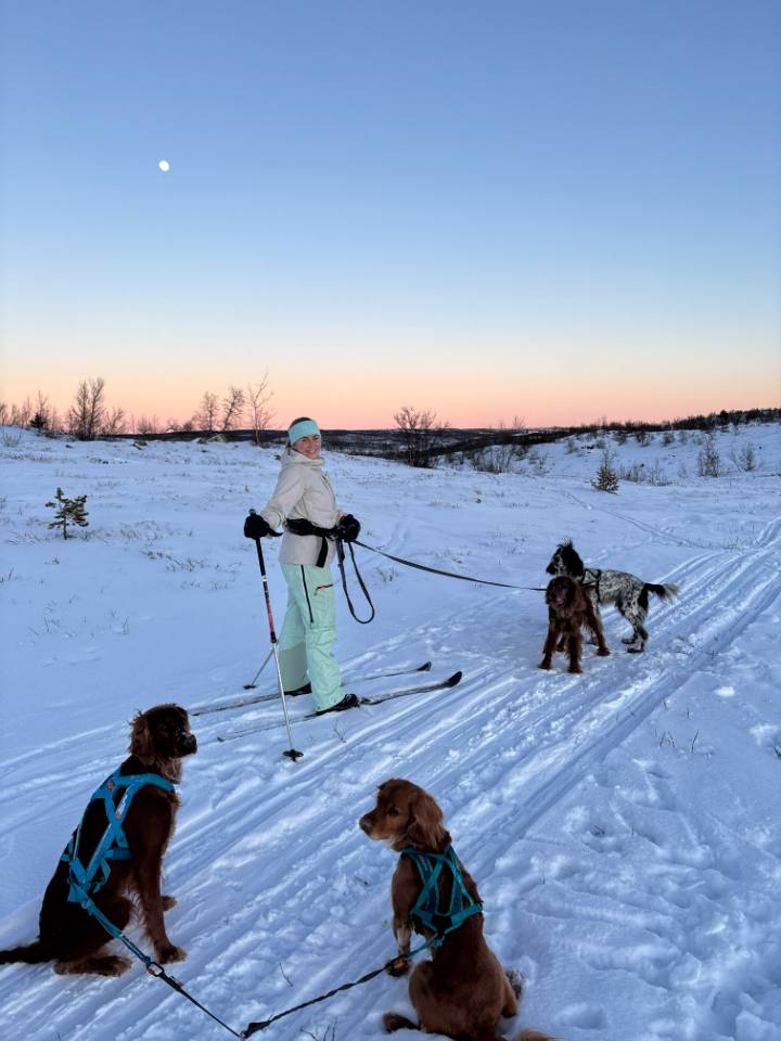 Guro skiing at dusk with four spaniels